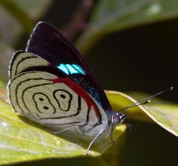 http://ihc.neotropicalbutterflies.com/Site%20Revision/Pages/Nymphalidae_Pages/Biblidini/Biblidini_Images/Diaethria%20neglecta%20ND%20Oct2006%20Manu%20Rd%202200m%20PR.jpg