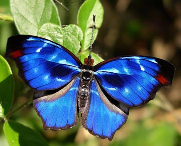 Orsis Bluewing (Myscelia orsis)